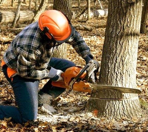 Tree Removal in Little Eagle, SD